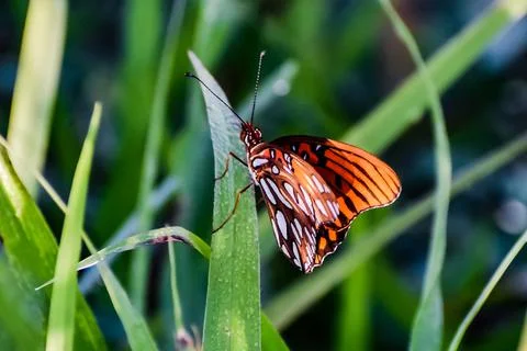 Pollution and algae in the wetlands Foto stock