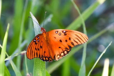Pollution and algae in the wetlands Stock Photos