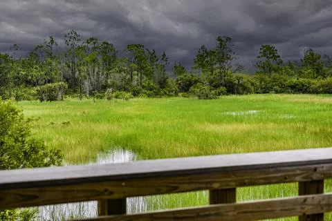 Pollution and algae in the wetlands Stock-Fotos