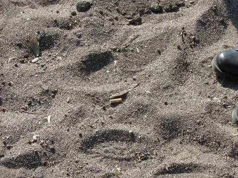 Pollution on Beach Foto stock