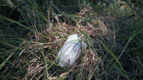 Pollution caused by a plastic bottle lying around in the grass by the side of th Vídeos de archivo 204102935