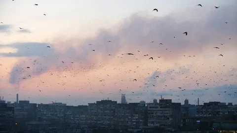 Pollution Climate Change Represented By Flock Of Birds Flying Over A Polluted Stock Footage 85783116