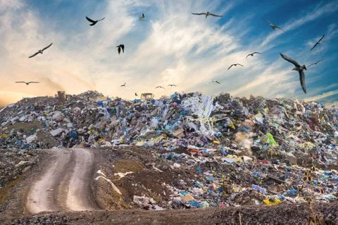 Pollution concept. Garbage pile in trash dump or landfill. Birds flying around. Stock Photos