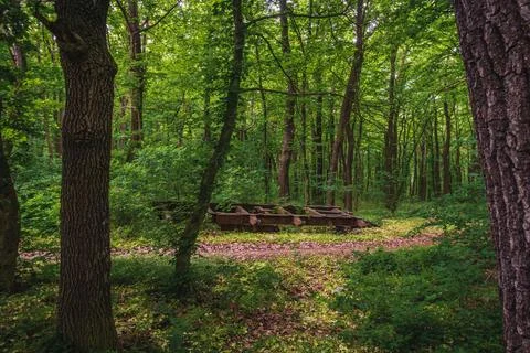 Pollution concept. Rusty car frame thrown into the forest Stock Photos