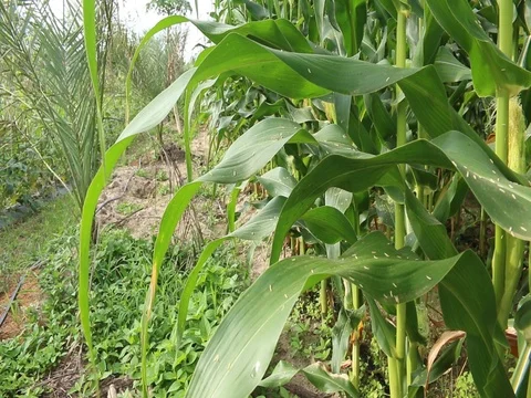 Pollution concept,Smoke from industry Stock Footage 73722767