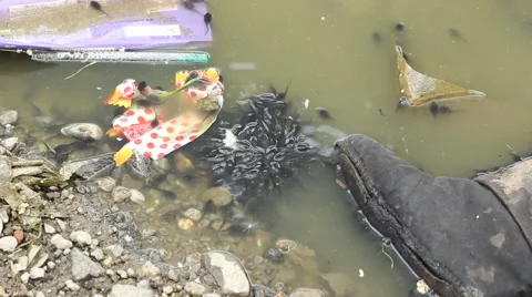 Pollution Creatures Stock Footage 46124148