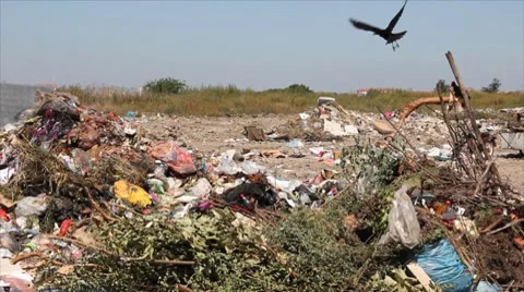Pollution, crow on garbage Stock Footage 8551389