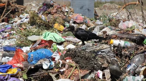 Pollution, crow on garbage Stock Footage 8551408