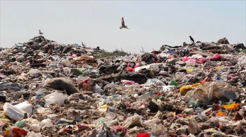 Pollution, crows and gulls on garbage Stock Footage 8558562