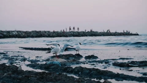 Pollution of the environment and water with garbage and plastic waste. Stock Footage 201632197