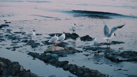 Pollution of the environment and water with garbage and plastic waste. Stock-Footage 201854081