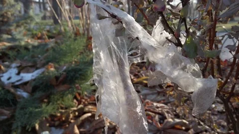 Pollution of the environment with plastic bags - plastic bag on the bush Stock Footage 147655782