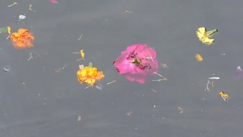 Pollution by flowers thrown in river Stock Footage 126768801