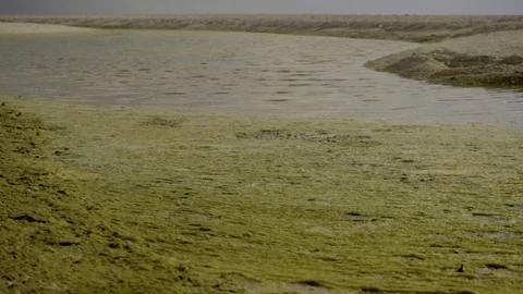 Pollution off ocean waves along beach, Red Tide Video stock 95497271