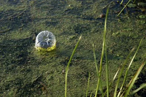 Pollution Stock Photos