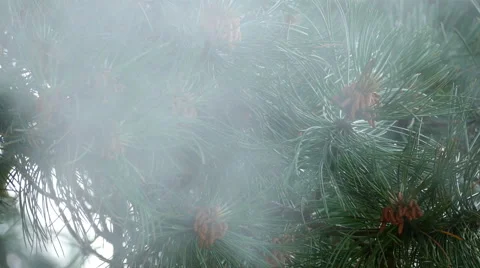 Pollution in the pine forest Stock-Footage 52502757