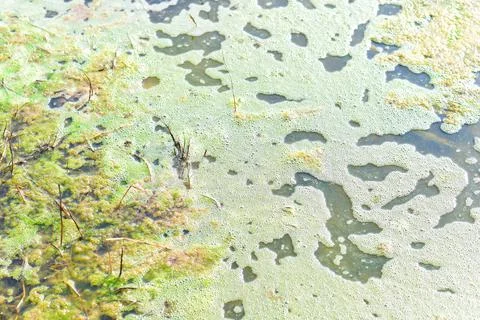 Pollution problem in swamp, Algae blooming Stock Photos