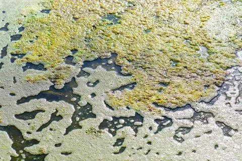 Pollution problem in swamp, Algae blooming Foto stock