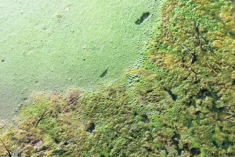Pollution problem in swamp, Algae blooming Stock Photos