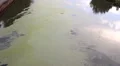 pollution on river  HD 동영상