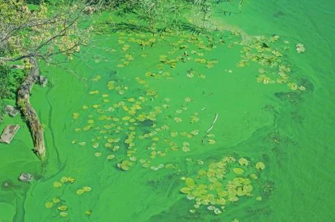 Pollution of river Stock Photos