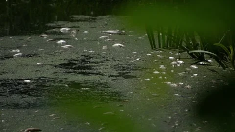 Pollution of rivers, lakes, ponds Stock Footage 159054131