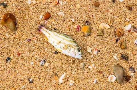 Pollution of the sea, dead fish rushed to the beach Stock Photos