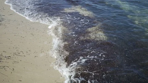 Pollution seaweed on the beach Stock Footage 80323672