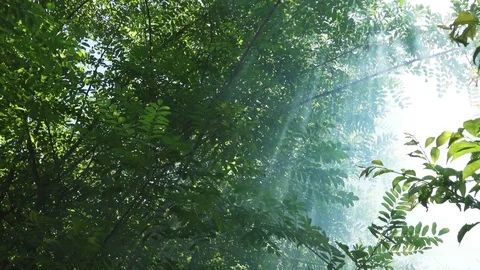 Pollution: Smoke in a Forest Stock-Footage 76449339