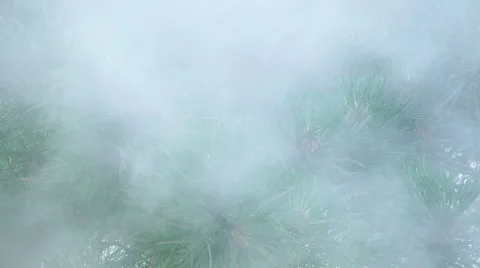 Pollution smoke in the pine forest Video stock 52431799