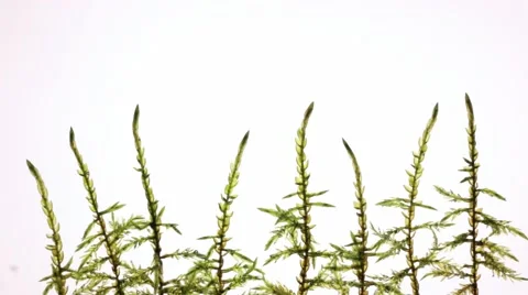 Pollution spreading over underwater plants Stock Footage 56604981