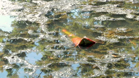 Pollution Traffic Cone 動画素材 204828675