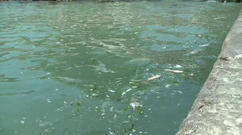 Pollution in the water Stock Footage 522211