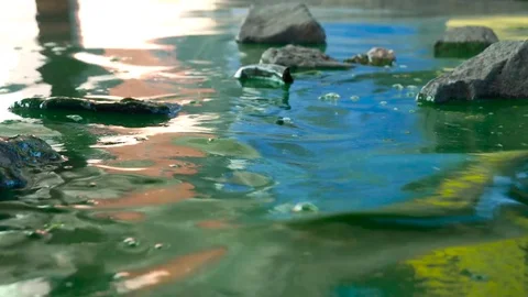 Pollution of water surface Stock Footage 78729746