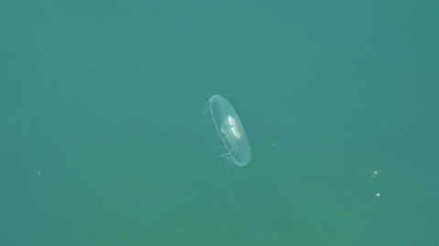 Pollution of the world's oceans. Common moon jellyfish swims over in Black Sea Stock Footage 228446138