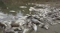 Pollutted Dead Poisoned Fish In Contaminated Water  4k or 4k+ Resolution