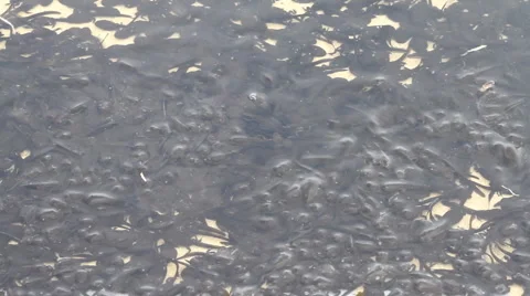 Pollywog Видео 4684544