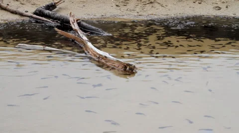 Pollywog Видео 5298383