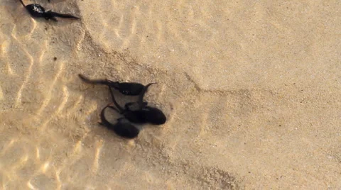 Pollywog Видео 5298416