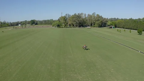 Polo player at full speed Stock Footage 127781650