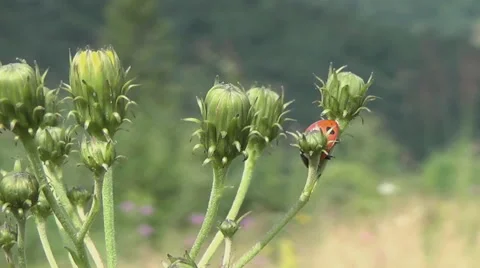 Poloniny, ladybug on a flower 스톡 동영상 44719534