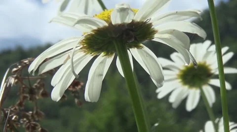 Polonyna, chamomile, spruce 스톡 동영상 52077157