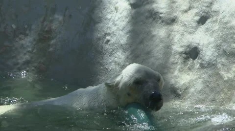 Polor Bear Having Fun Video stock 66168073