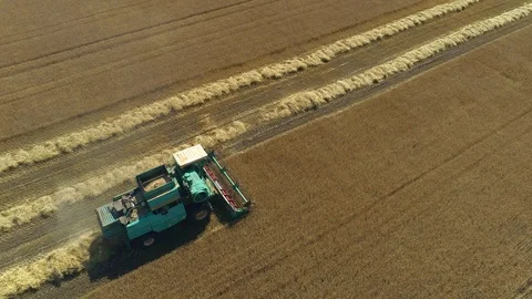 Poltava, Ukraine - July 18, 2019. Aerial view. Combine Harvester gathers the Stock Footage 127896053