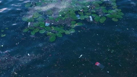 Poluted waters mixed with vegetation Stock Footage 156528286