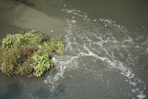 Polution on lake. Dirty water Stock Photos