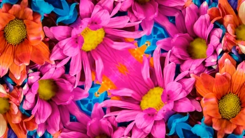 Poly Art Kaleidoscope Hypnotic Pattern Animation Footage Stock Footage 126691102