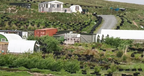 Poly tunnels and old car tyres being used to shelter planted trees from the c Stock Footage 337951818