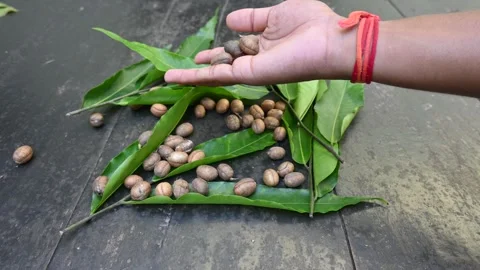 Polyalthia longifolia seeds. 库存影片 292131344