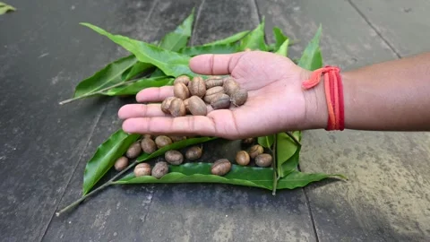 Polyalthia longifolia seeds. Video stock 292131417